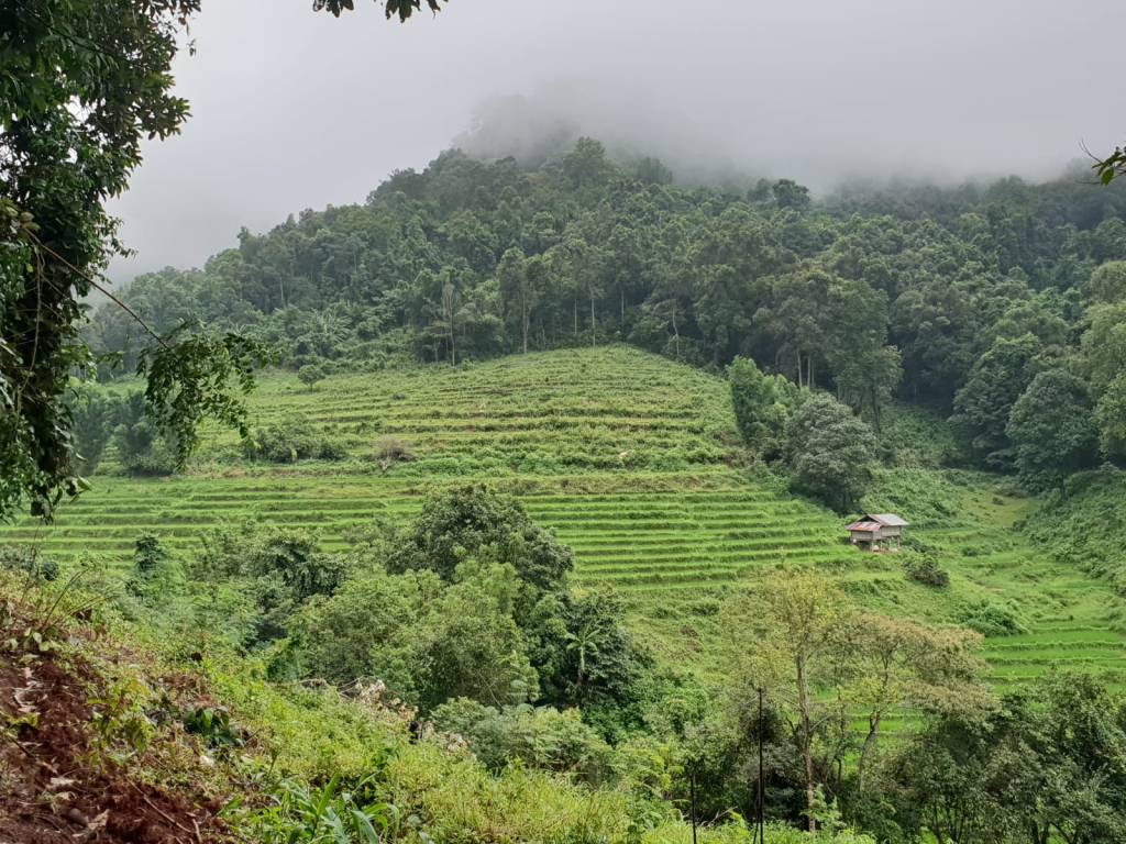 Arrozales en el trecking por la selva